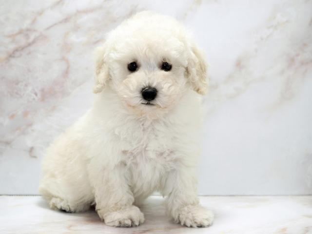 ����ͥ���2