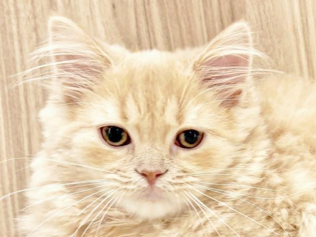 ����å�����Ⱦܺ٥ǡ����������ޤ���