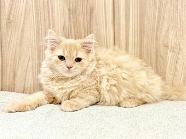 ����ͥ���2