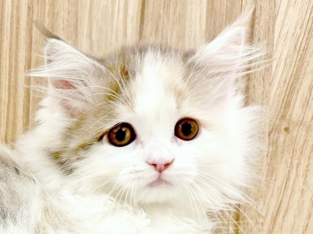 ����å�����Ⱦܺ٥ǡ����������ޤ���