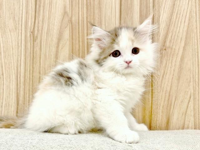 ����ͥ���2