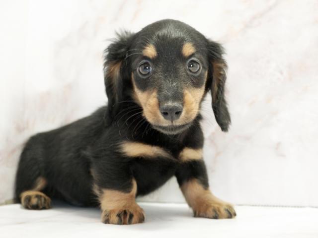 ����ͥ���2