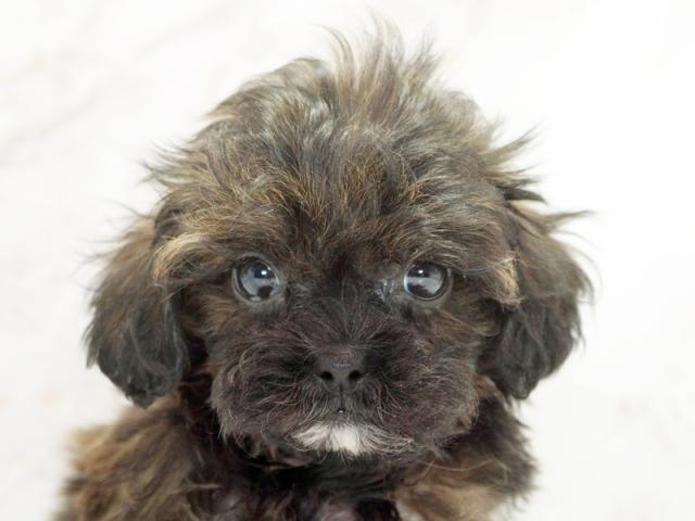 ����å�����Ⱦܺ٥ǡ����������ޤ���