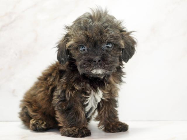 ����ͥ���2