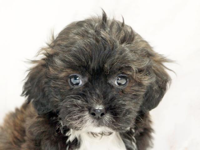 ����å�����Ⱦܺ٥ǡ����������ޤ���