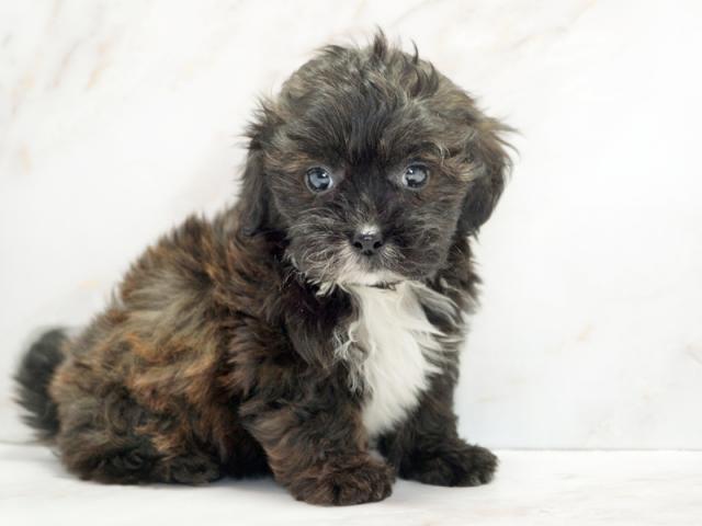 ����ͥ���2