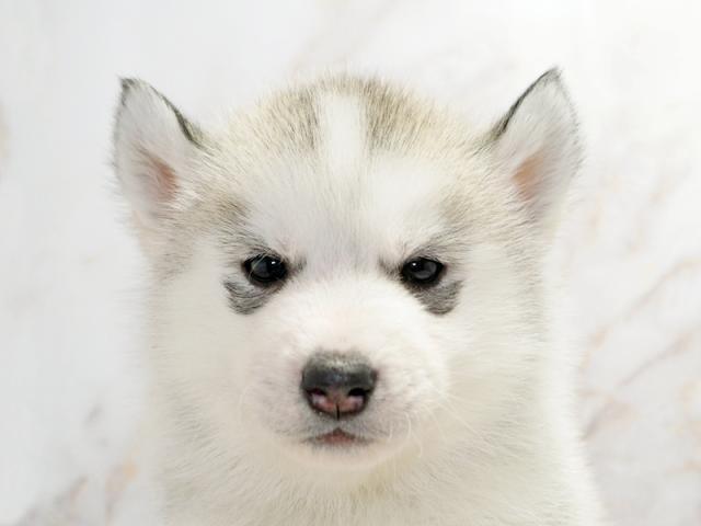 ����å�����Ⱦܺ٥ǡ����������ޤ���