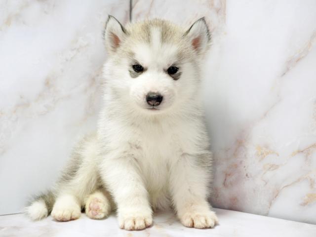 ����ͥ���2