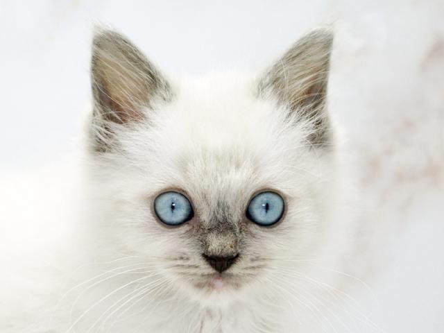����å�����Ⱦܺ٥ǡ����������ޤ���