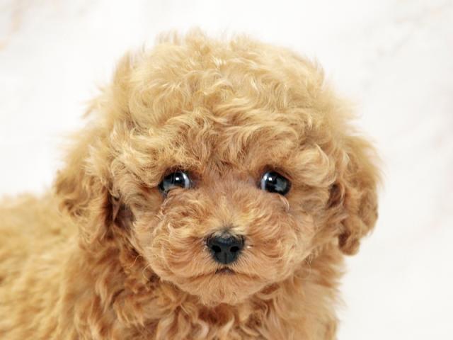 ����å�����Ⱦܺ٥ǡ����������ޤ���