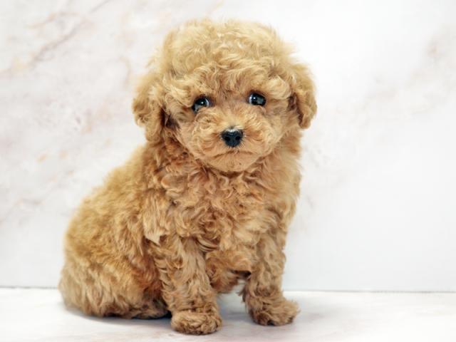 ����ͥ���2