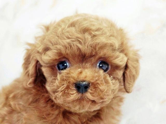 ����å�����Ⱦܺ٥ǡ����������ޤ���