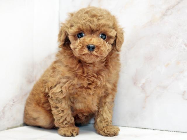 ����ͥ���2