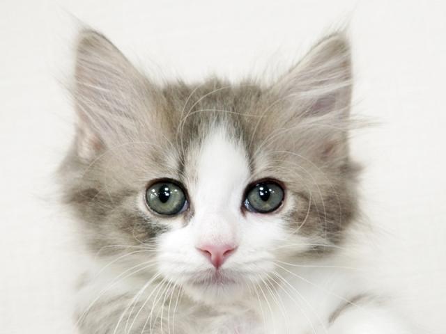 ����å�����Ⱦܺ٥ǡ����������ޤ���