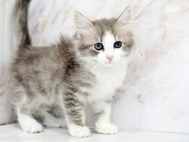 ����ͥ���2