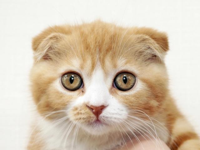 ����å�����Ⱦܺ٥ǡ����������ޤ���