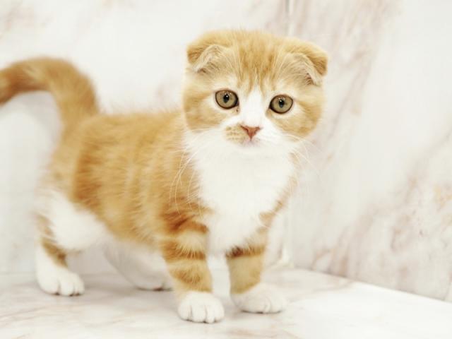 ����ͥ���2