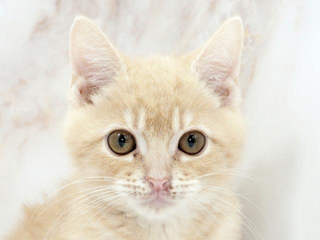 ����å�����Ⱦܺ٥ǡ����������ޤ���