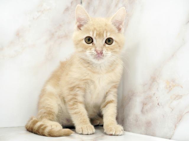 ����ͥ���2