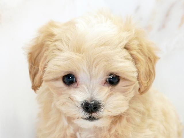 ����å�����Ⱦܺ٥ǡ����������ޤ���