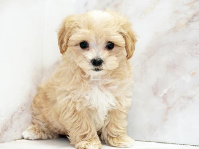 ����ͥ���2