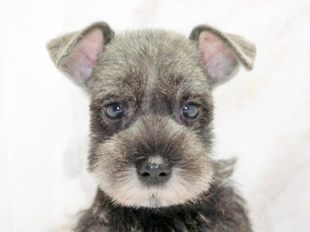 ����å�����Ⱦܺ٥ǡ����������ޤ���