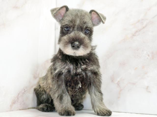 ����ͥ���2