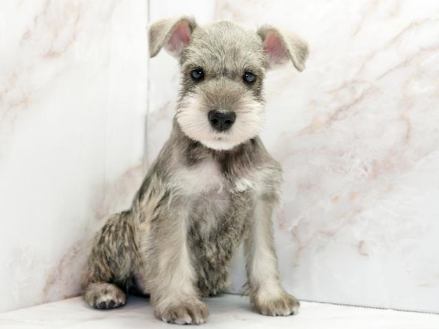 ����ͥ���2