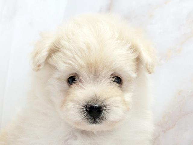 ����å�����Ⱦܺ٥ǡ����������ޤ���