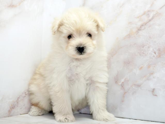 ����ͥ���2