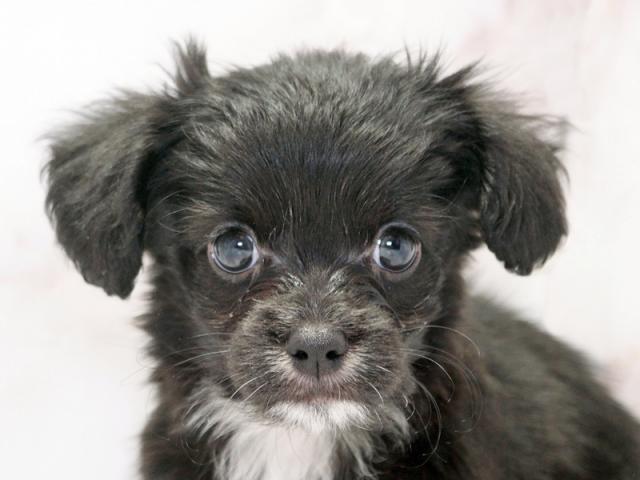 ����å�����Ⱦܺ٥ǡ����������ޤ���