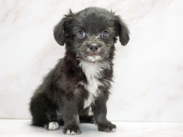 ����ͥ���2