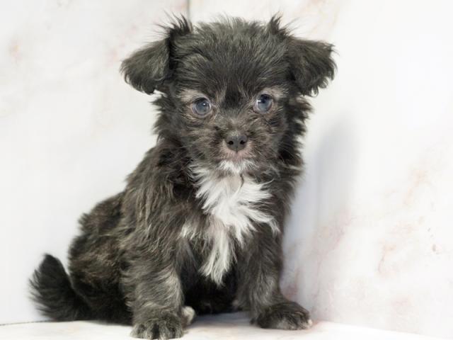 ����ͥ���2