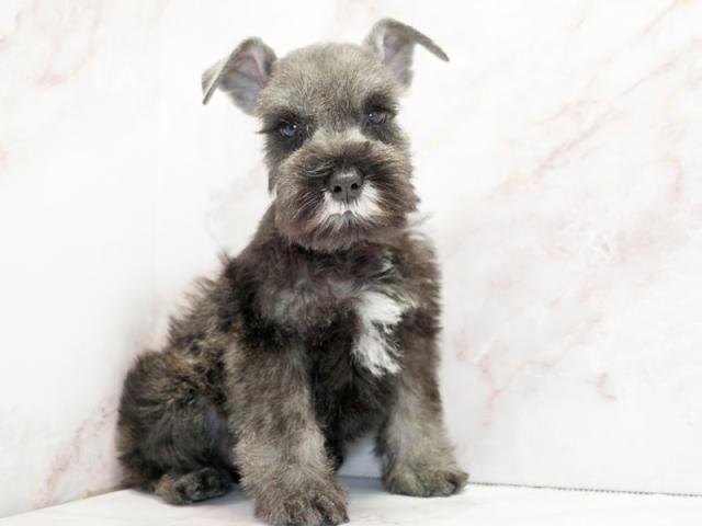 ����ͥ���2