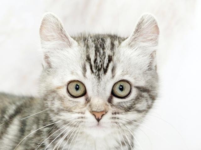 ����å�����Ⱦܺ٥ǡ����������ޤ���