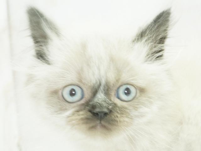����å�����Ⱦܺ٥ǡ����������ޤ���
