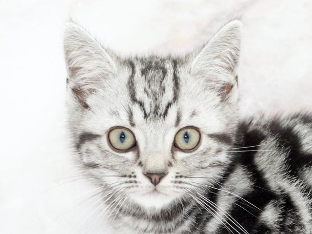 ����å�����Ⱦܺ٥ǡ����������ޤ���