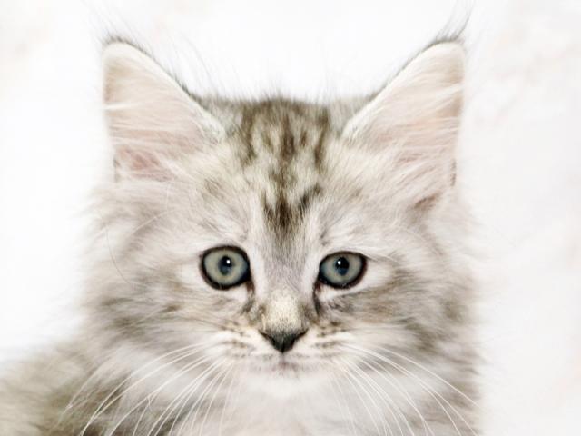 ����å�����Ⱦܺ٥ǡ����������ޤ���