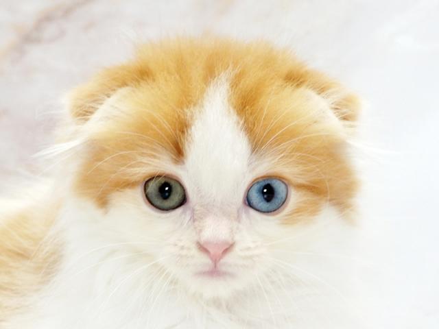 ����å�����Ⱦܺ٥ǡ����������ޤ���
