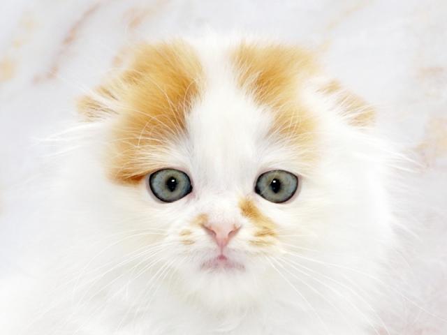 ����å�����Ⱦܺ٥ǡ����������ޤ���