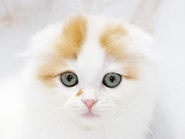 ����å�����Ⱦܺ٥ǡ����������ޤ���