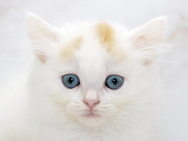 ����å�����Ⱦܺ٥ǡ����������ޤ���