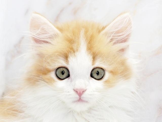 ����å�����Ⱦܺ٥ǡ����������ޤ���