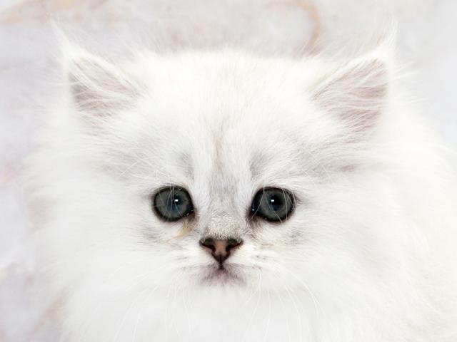 ����å�����Ⱦܺ٥ǡ����������ޤ���