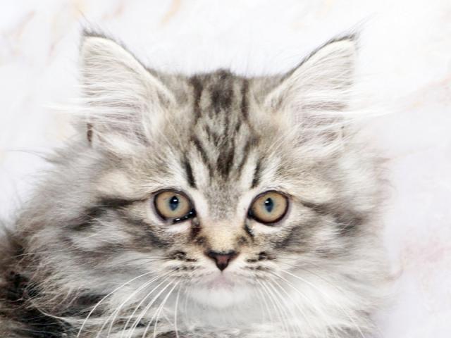 ����å�����Ⱦܺ٥ǡ����������ޤ���