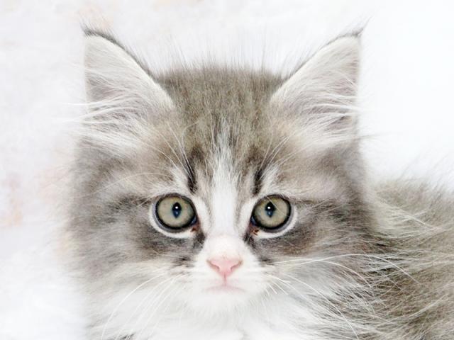 ����å�����Ⱦܺ٥ǡ����������ޤ���