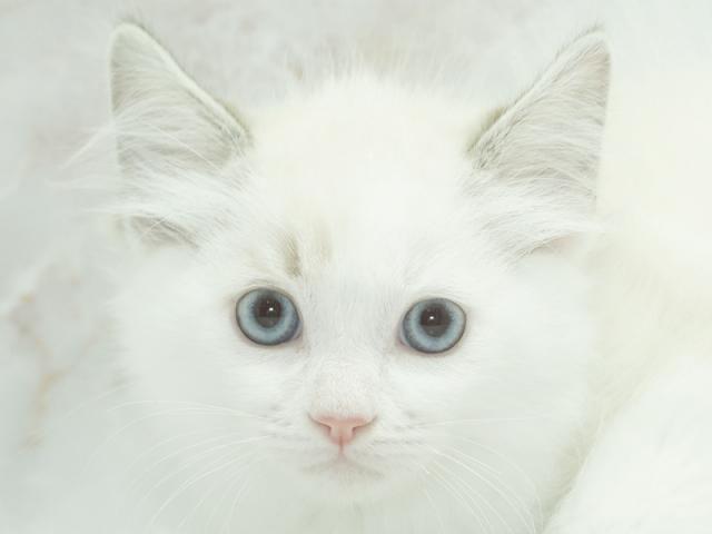 ����å�����Ⱦܺ٥ǡ����������ޤ���