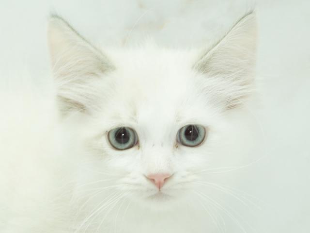 ����å�����Ⱦܺ٥ǡ����������ޤ���