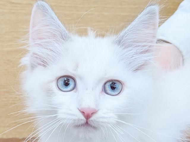 ����å�����Ⱦܺ٥ǡ����������ޤ���