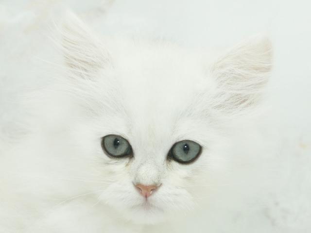 ����å�����Ⱦܺ٥ǡ����������ޤ���
